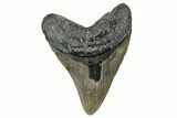 Serrated, Fossil Megalodon Tooth - North Carolina #348284-1